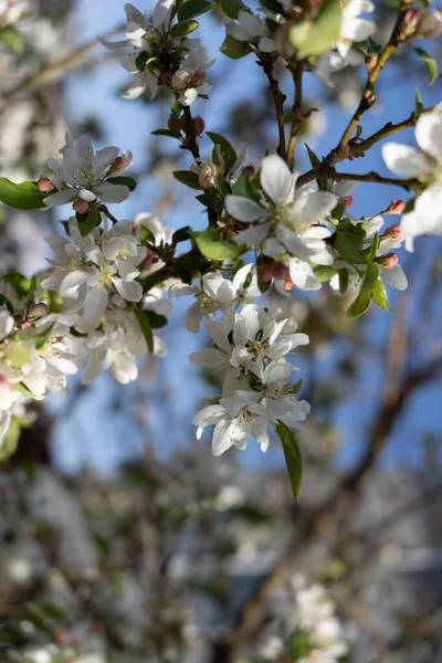 Vertical Shot Apple Tree Blossoming Spring — Stock Photo, Image