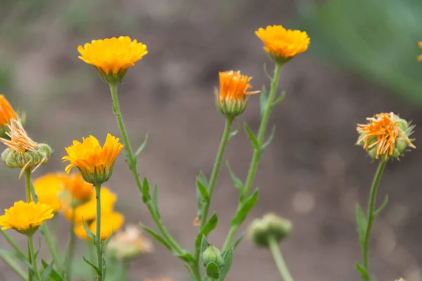 Orange Yellow Marigolds Planted Organic Garden — Stockfoto