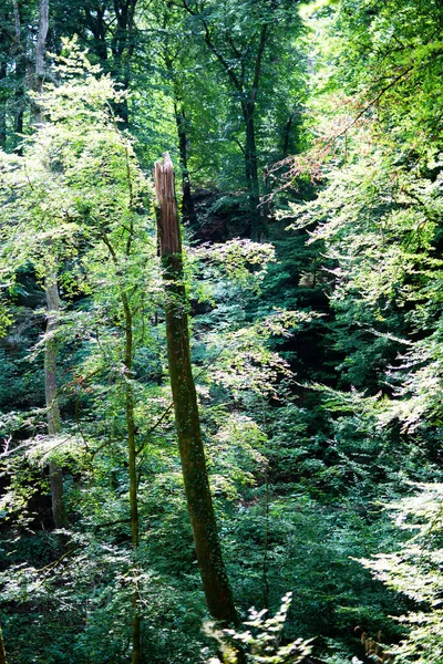 A beautiful view of trees in a forest on a sunny day