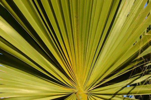 Lines Textures Green Palm Leaves — Stock Photo, Image