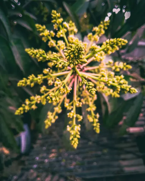 花园里一株绿色植物的垂直照片 — 图库照片