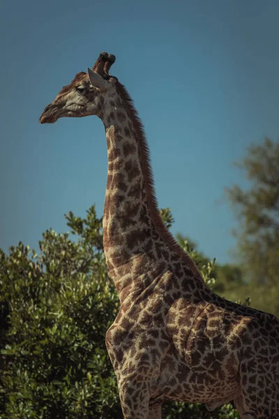 Afrika Daki Bir Oyun Parkında Güzel Bir Zürafanın Dikey Çekimi — Stok fotoğraf