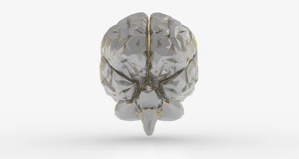 Uma Ilustração Cérebro Humano Isolado Fundo Branco — Fotografia de Stock