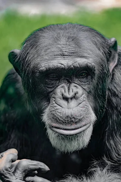 Vertical Closeup Chimpanzee Pan Troglodytes Animal Portrait — Stock Photo, Image