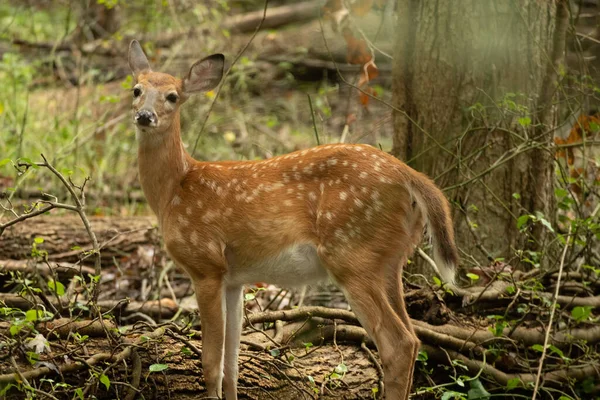 Close Jovem Veado Roe Uma Floresta Seca — Fotografia de Stock