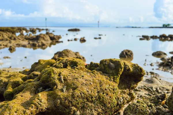 Sahildeki mercan. doğa arkaplanı