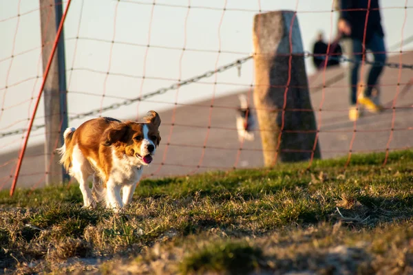 Close Shot Kooikerhondje Breed Dog Park Volleyball Net — Stock Photo, Image