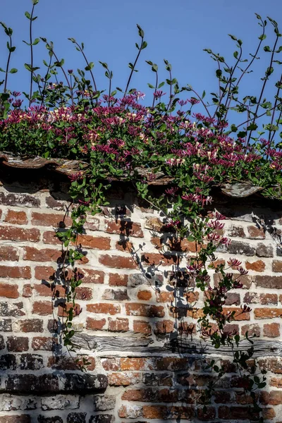 Honeysuckle Overhanging Old Tiled Red Brick Wall Topsham Devon — Stock Photo, Image