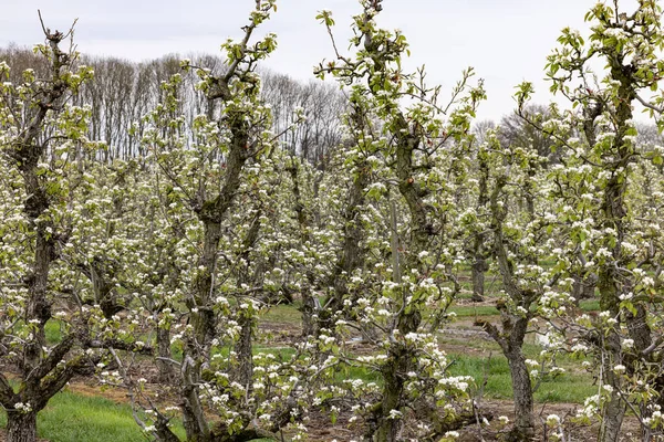 Primer Plano Árboles Florecientes Primavera — Foto de Stock