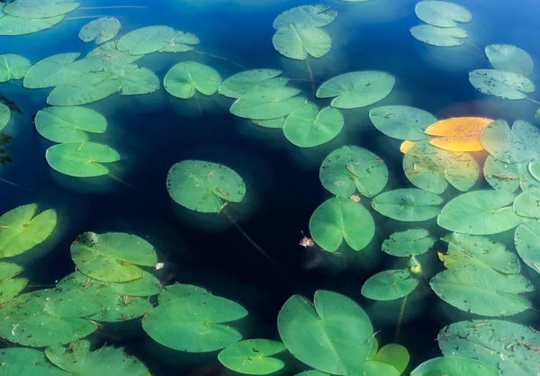 Full Frame Shot Water Lily Pond — Photo