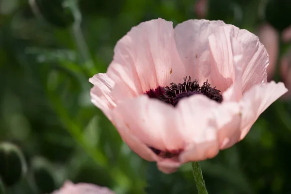 Close Rosy Poppy Blossom Sun — Stockfoto