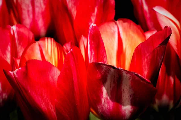 Closeup Red Tulips Butchart Gardens Victoria Canada — Foto de Stock