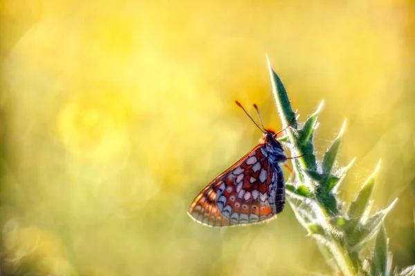 Adult Marsh Fritillary Rest Thistle Leaf Surrounded Buttercup Flowers — Stock Photo, Image