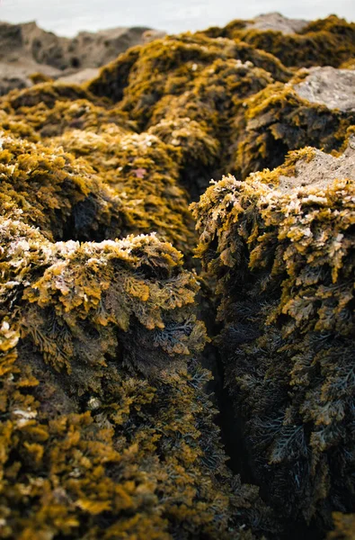 A vertical shot of stones covered with seaweed and moss