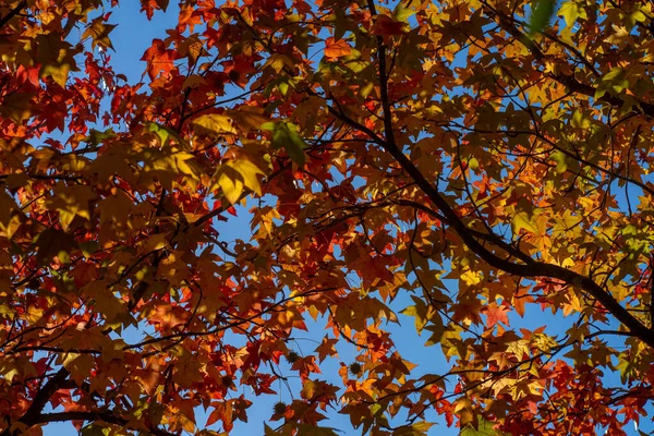 Eine Nahaufnahme Von American Sweetgum Herbst — Stockfoto