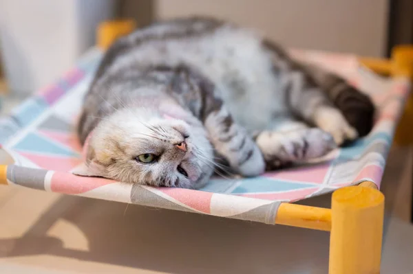 Seekor Kucing Lucu Berbulu Berbaring Tempat Tidur Latar Belakang Kabur — Stok Foto