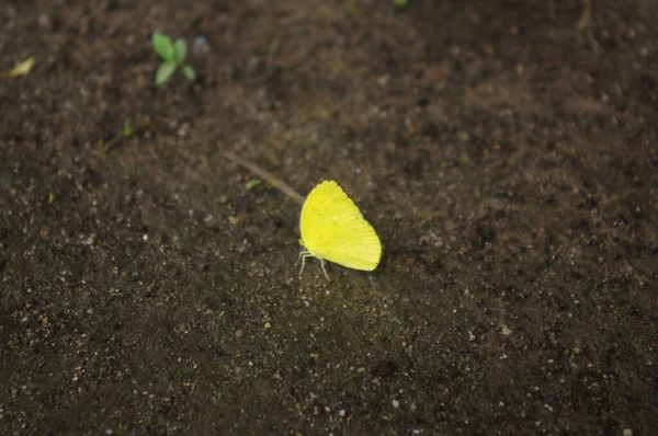 Closeup Common Grass Yellow Soil — Stock Photo, Image