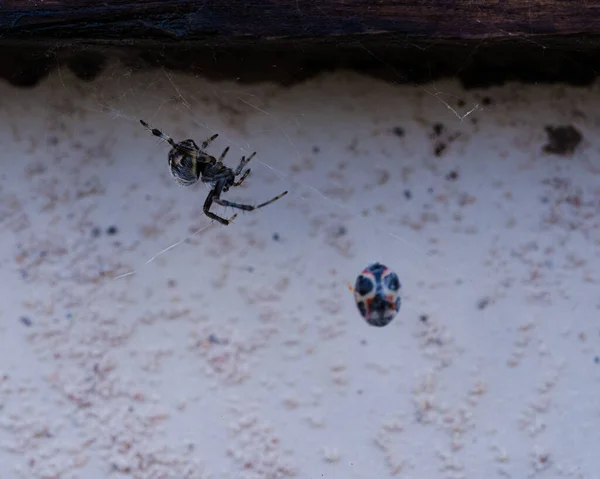 Closeup Labyrinth Orbweaver Novius Cardinalis Spider Web — Zdjęcie stockowe