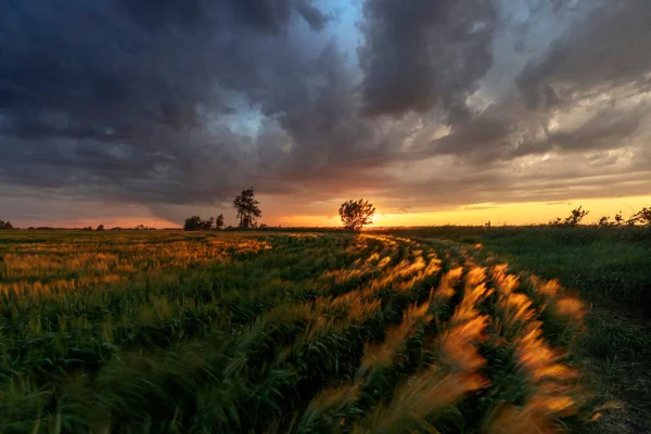 Sunset Wheat Field Gray Dramatic Cloudy Sky — Zdjęcie stockowe