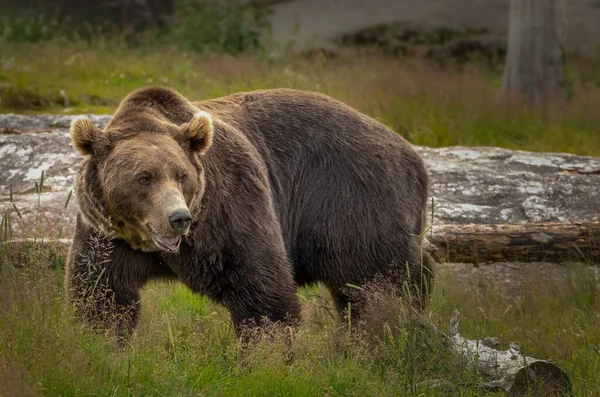 Beautiful Shot Grizzly Bear Forest Day — Zdjęcie stockowe