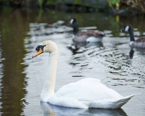 White Swan Swimming Lake Ducks Swimming Background — Stock Photo, Image