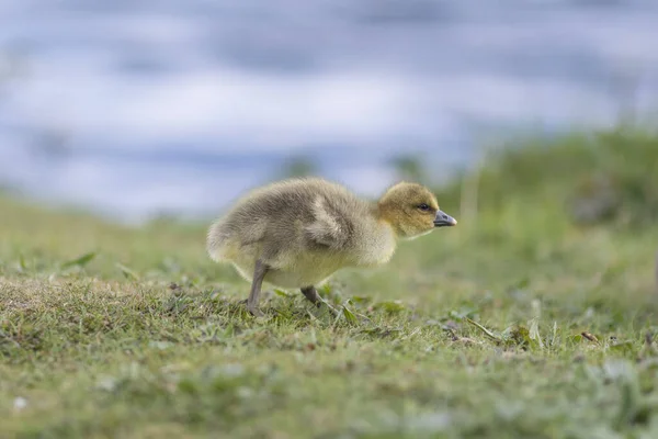 Closeup Adorable Gosling Walking Grass Blurred Background — Stok fotoğraf