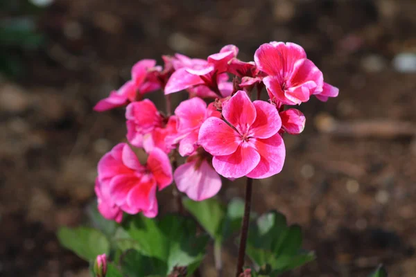 Closeup Shot Geraniums Blurry Background — Foto Stock