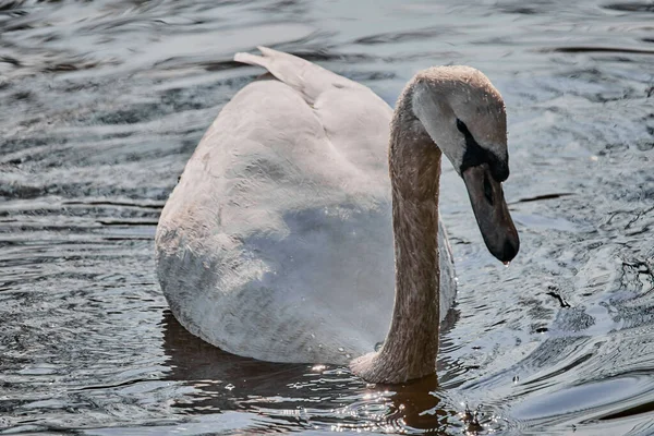 Primer Plano Del Cisne Mudo Flotando Agua Cygnus Olor —  Fotos de Stock