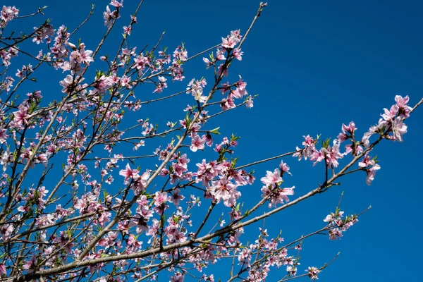 A low angle shot of  blossom peaches blossoms flowers tree with sunny blue sky in the garden