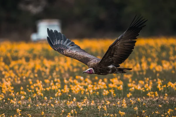 Shallow Focus Shot Vulture Flying Meadow — Foto Stock