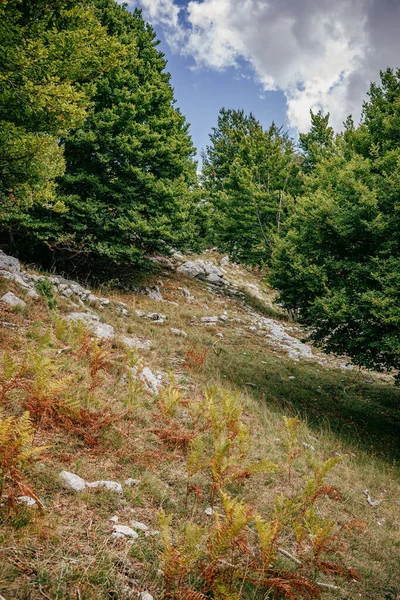 Vertical Shot Green Coniferous Trees Hillside Hiking Montenegro — Stock Photo, Image