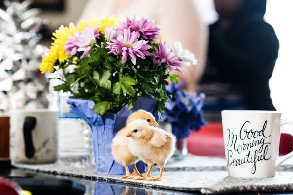 Closeup Two Adorable Chicks Next Colorful Flowers Blue Vase Coffee — Stock Photo, Image