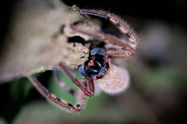 Macro Shot Spider Tree Looking Camera — kuvapankkivalokuva