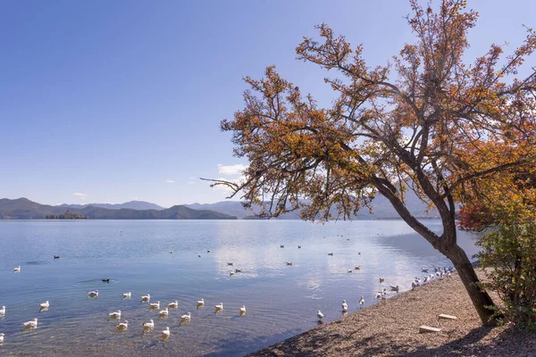 Scenic View Peaceful Lake Floating Ducks — Stock Photo, Image