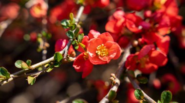 Güzel bir Çin ayva çiçeği fotoğrafı.