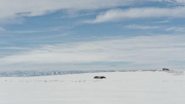 Two desolate log cabins ruins along Yukon's Beaufort Sea coast in Ivvavik National Park Canada in winter