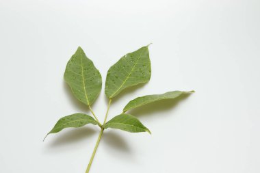 İzole edilmiş beyaz zemin üzerinde yeşil yapraklar eğreltiotu tropikal yağmur ormanları. Yumuşak ışık ve boşluk kopyala.