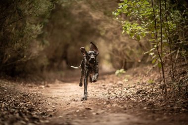 A view of a beautiful German Shorthaired Pointer running in a forest