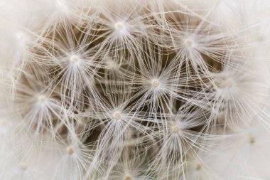 A macro shot of a beautiful fluffy dandelion