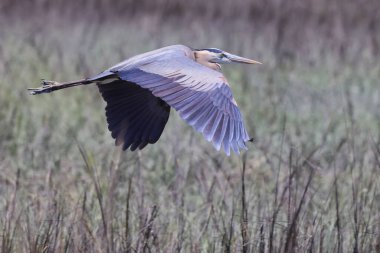 A beautiful shot of a great heron bird flying over a green natural field