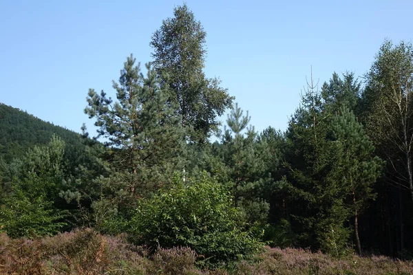 Pine Trees Blossoming Heath Binational Natural Protection Habitat Late Summer — Stock Photo, Image