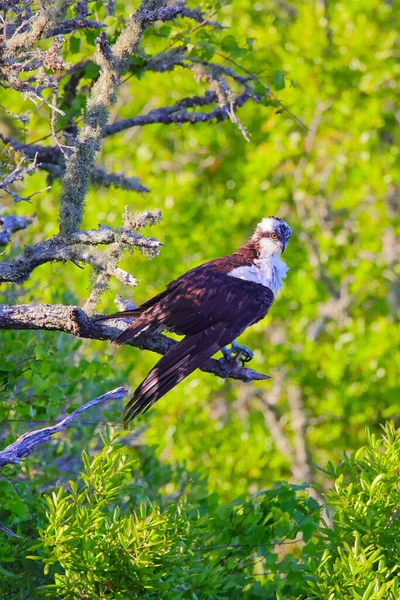 Selective Focus Shot Osprey Bird Perched Branch — Stock Photo, Image