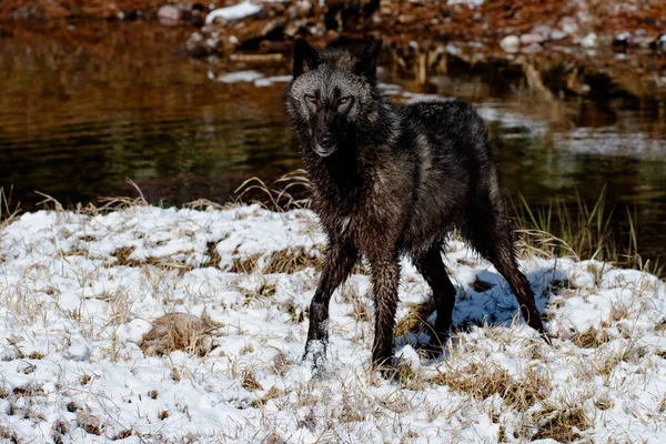 Closeup Shot Canis Lupus Pambasileus Snowy Forest Cold Winter Day — Stok fotoğraf