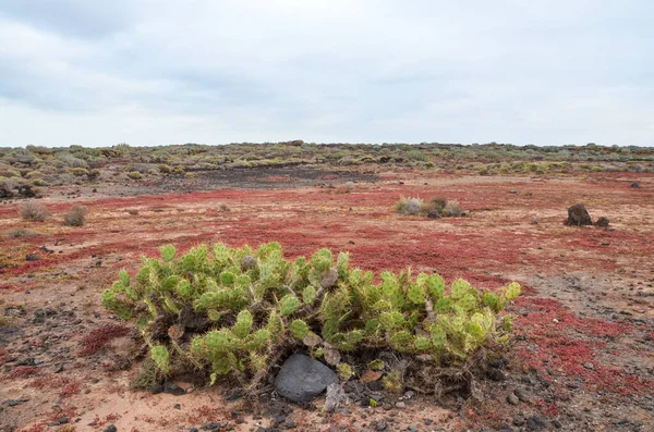 Cactus Desierto Atardecer Tenerife Islas Canarias Del Sur España — Foto de Stock