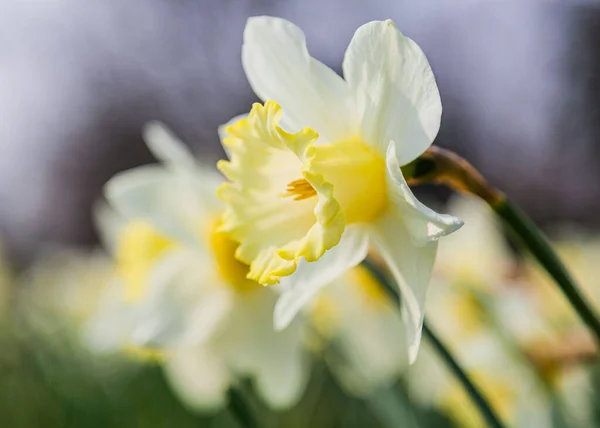 Closeup Yellow Jonquil Daffodil Flowers — Stock fotografie