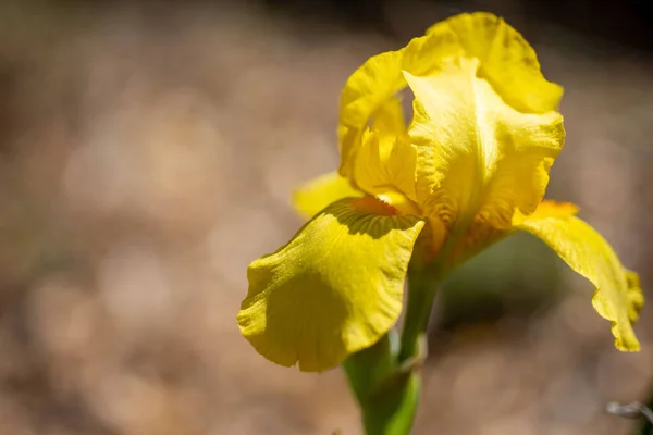 Closeup Shot Yellow Flower Faded Petals Blurred Background — Zdjęcie stockowe