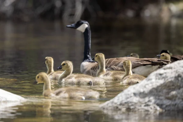 Selective Focus Shot Goose Swimming Its Little Goslings Lake — Stock Photo, Image
