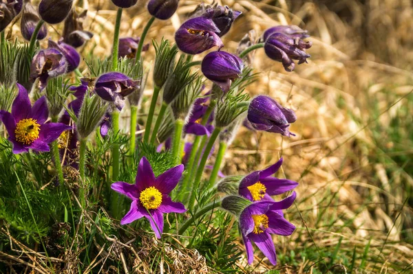 Closeup Beautiful Pulsatilla Patens Flowers Garden Sunny Day — Stock Photo, Image