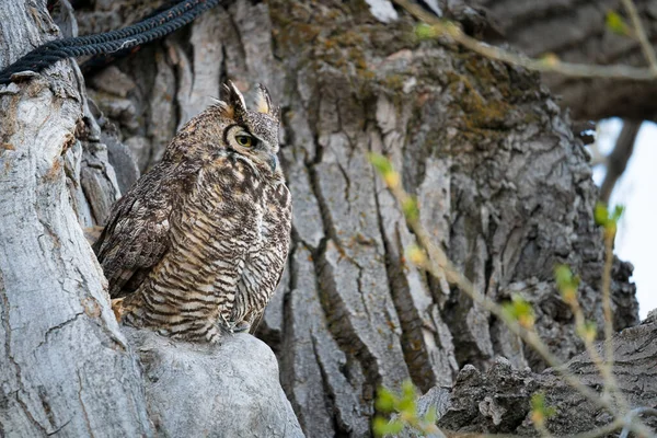 Great Horned Owl Hollow Tree Nevada — Stockfoto