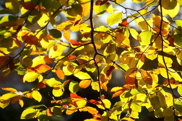 Een Prachtig Shot Van Kleurrijke Bladeren Tijdens Herfst — Stockfoto